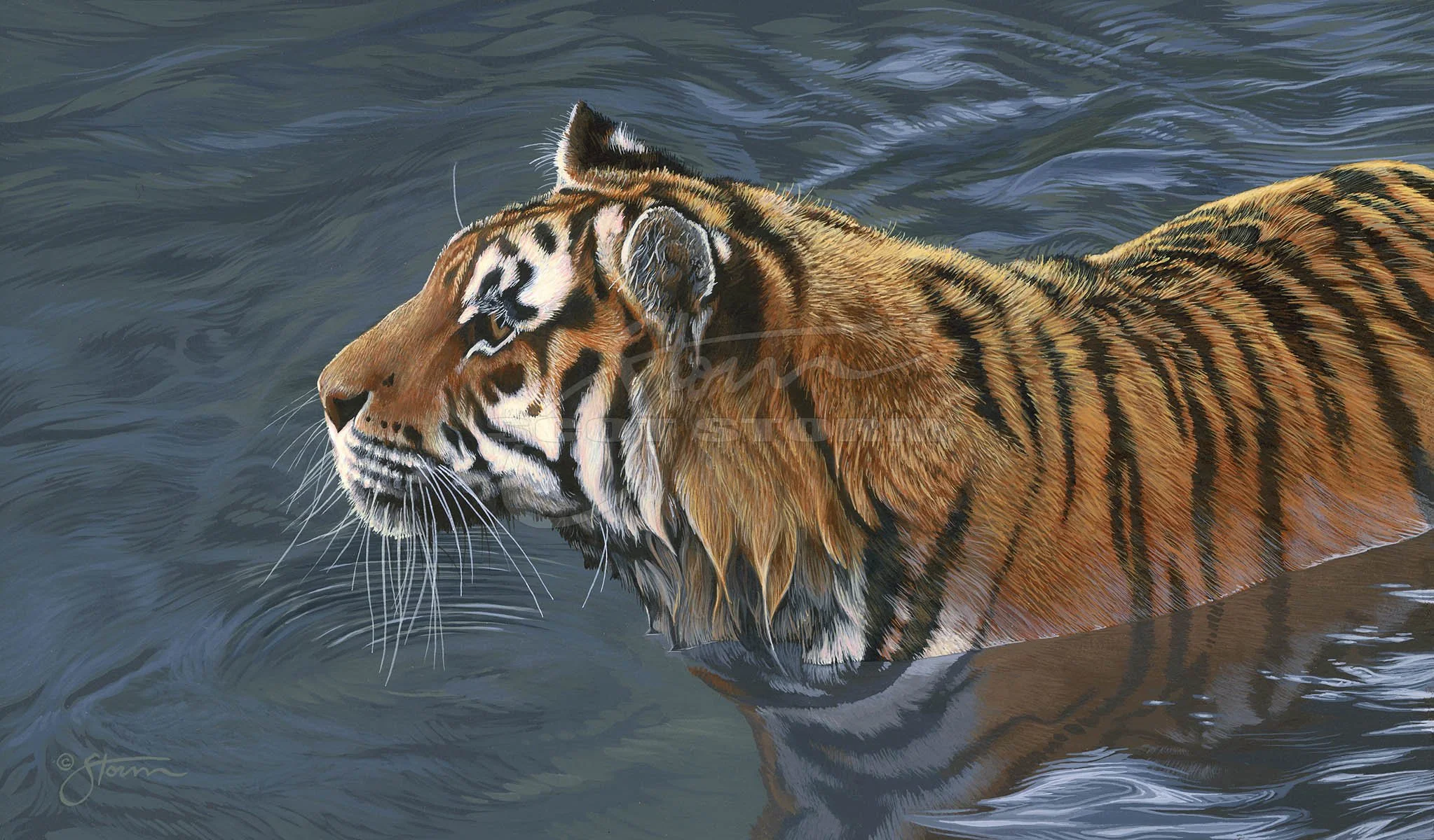 Water+cat+big+tiger+amur+